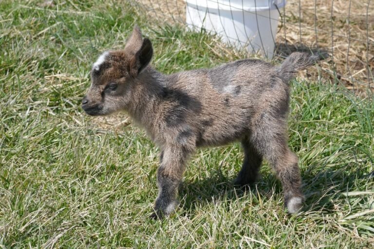 2021 Nigerian Dwarf Kids – Digging Deeper Farm