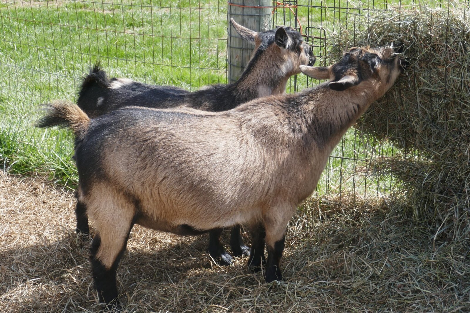 Nigerian Dwarf Goats For Sale – Digging Deeper Farm